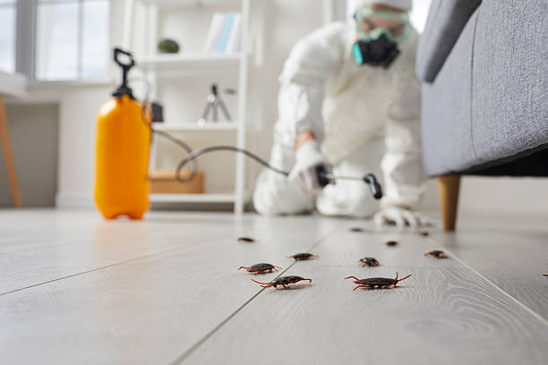 Post-Treatment Bed Bug Interceptor Monitoring in Wye